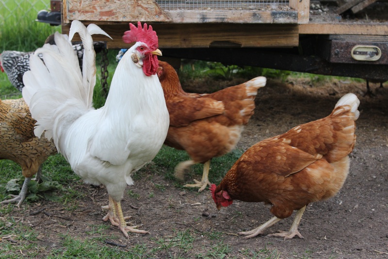 mammal, male animal, bird, farm, food, organic, chicken - Bird, animal, rural Scene, agriculture, day, female animal, domestic animals, farming, flock