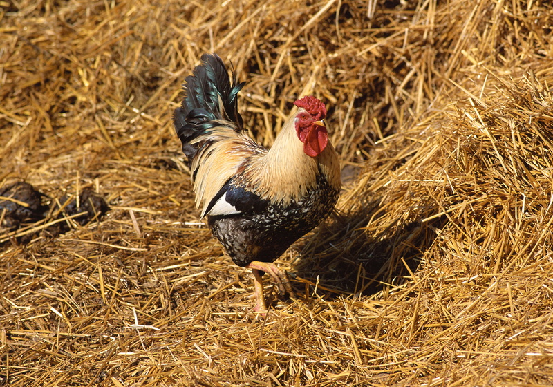 livestock, close-up, animal themes, grass, feather, vertebrate, brown, straw, field, no people, hen, beak, domestic Animals, nature, animal, farm, one animal