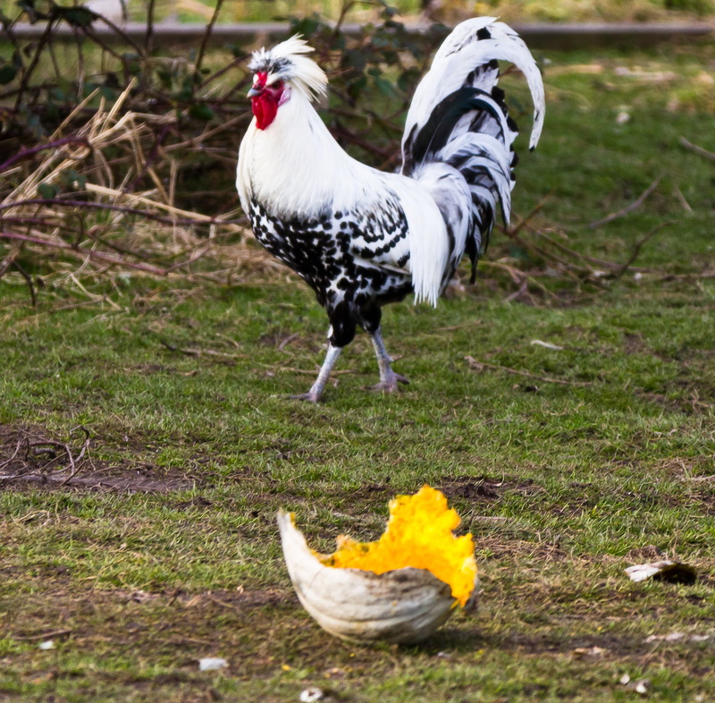 green, no people, land, pets, rural scene, walking, trees, domestic animals, chicken, chicken - bird, field, animal, animal themes, day, domestic, one animal