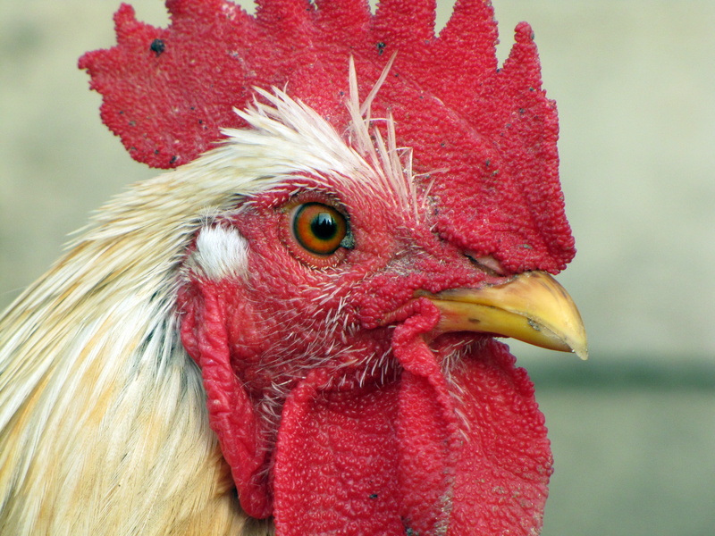 one animal, profile view, 4K, no people, nature, farm, cockerel, beak, close-up, male Animal, chicken - Bird, agriculture, hen, animals Crest, food, animal eye