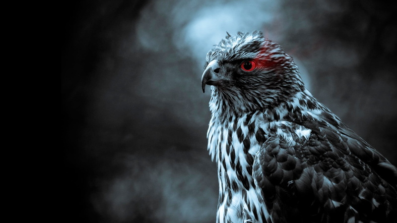 animal eye, white, animals in the wild, selective coloring, animal wildlife, outdoors, birds, animal, domestic animals, chicken - bird, profile view, bird