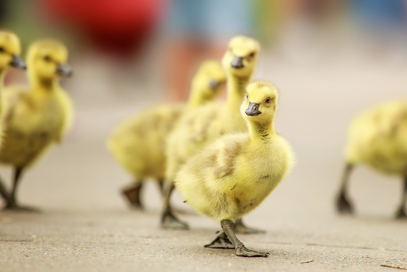 young animal, vertebrate, domestic animals, no people, animal, pets, focus on foreground, 2K, baby chicken, chicken - bird, yellow, gosling, duck, bird