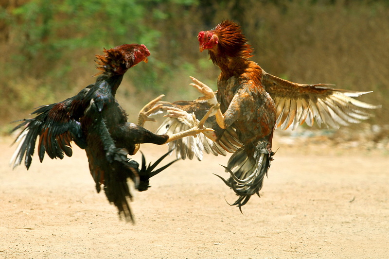 no people, conflict, domestic animals, bird, domestic, land, animal themes, nature, aggression, chicken - bird, fighting, wildlife, group of animals, livestock