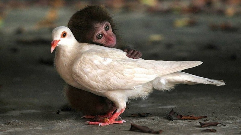 one animal, dove, full length, chicken - bird, pets, animal, 1080P, animal body part, monkey, vertebrate, animals in the wild, no people, livestock, animal wildlife
