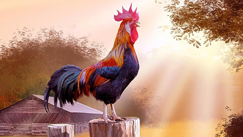 chicken, 1080P, cock, art, village, morning, artwork, fowl, painting art, beak, bird, rooster, countryside