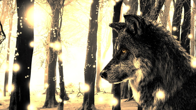 wolf, domestic, land, mammal, animal head, animal, outdoors, nature, canine, dog, no people, digital, domestic animals, grey, 1080P, looking away, animal themes