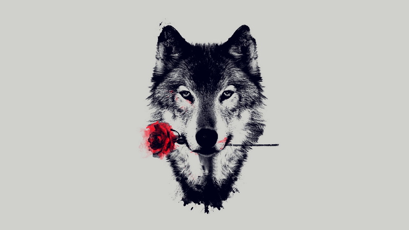 grey, gray, rose, 1080P, digital/artwork, wolf, hd