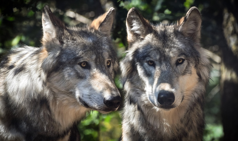 outdoors, no people, gray, animal, close-up, white, focus on foreground, animals in the wild, animal wildlife, mammal, wolves, canine, 5K, predator, two animals