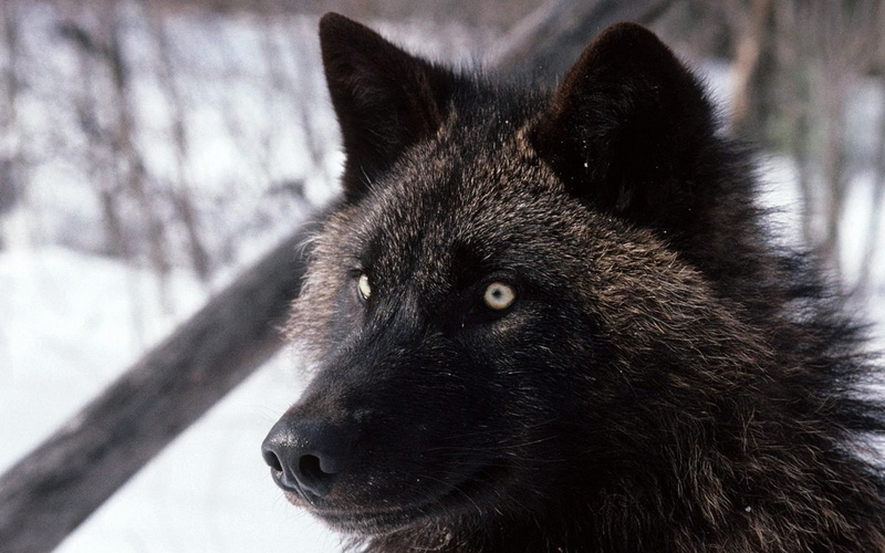 dog, close-up, nature, cute, animal body part, purebred Dog, pets, carnivore, wolf, arctic, animal, winter, grey, animal Head, looking, fur, animal themes