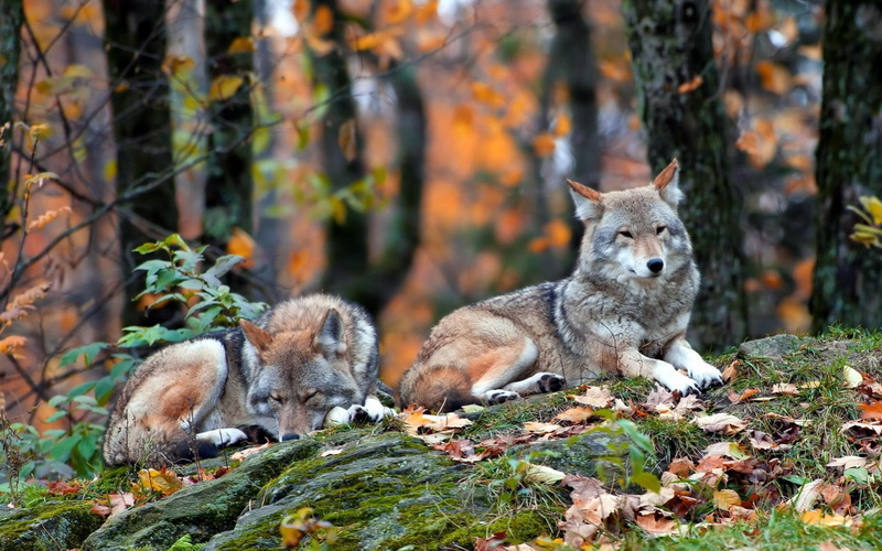 forest, wolf, 1080P, grey, trees, predator, animals, wolves