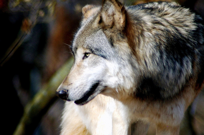 wolf, nature, grey, 1080P, beautiful, animals, wildlife, predator