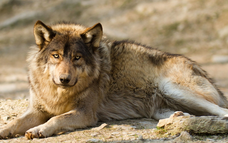fawn, Wolf, 2K, Rest, Predator, grey, dog