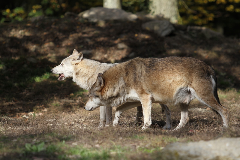 wolf, looking, animals in the wild, predator, nature, 5K, side view, survival, animal wildlife, mammal, outdoors, two, wildlife, land, vertebrate, full length