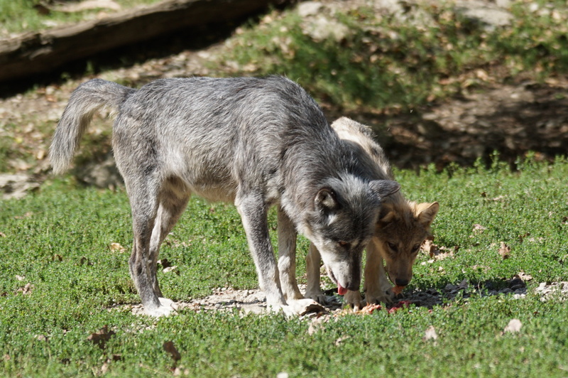 photo, predator, timberwolf, mammal, one animal, alpha wolf, no people, plant, land, animal wildlife, pets, livestock, domestic, full length, animals in the wild