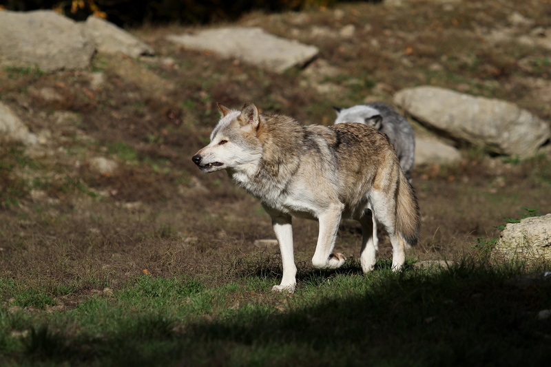 one animal, timber wolves, grass, canine, white, timberwolf, animal, canada, 5K, vertebrate, day, animal themes, survival, ground, pack, brown, animals in the wild