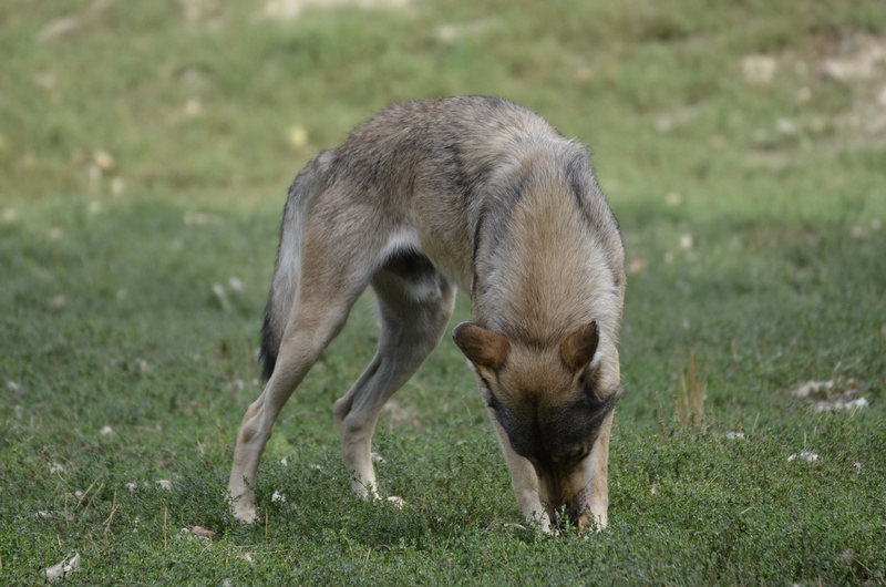 animal, herbivorous, carnivores, domestic, scheu, young animal, animals in the wild, land, pack, animal wildlife, grass, 4K, wolf, plant, hunter, vertebrate