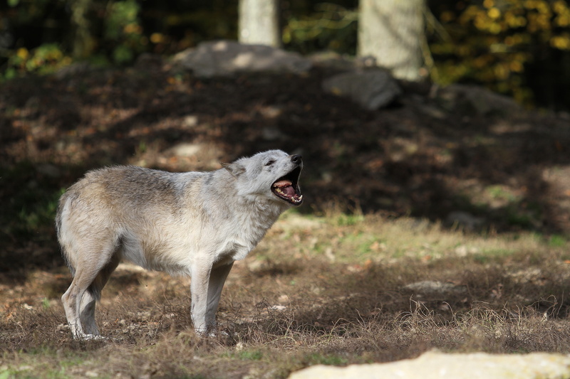 anger, timberwolf, 5K, mammal, day, pack, focus, pack animal, mouth, animal, one animal, forest, vertebrate, nature, animal wildlife, scheu, wildlife photography