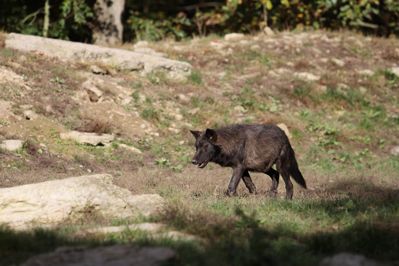 animal portrait, outdoors, predator, animal wildlife, nature, full length, animals in the wild, timberwolf, one animal, vertebrate, wolf, trees, wildlife photography