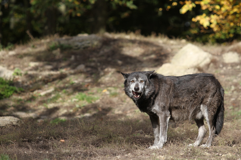 animals in the wild, aggression, looking at camera, one animal, portrait, animal, field, standing, land, canada, wildlife photography, scheu, nature, pack