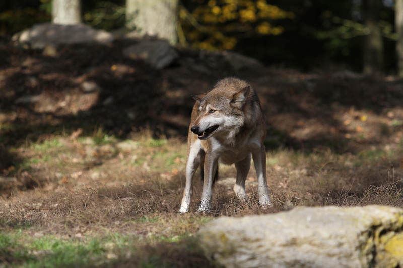 selective focus, canada, predator, animals in the wild, endangered, white, animal wildlife, daytime, near, survival, mammal, timberwolf, wolf, carnivores