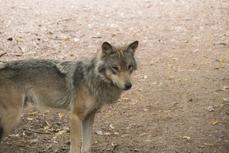 portrait, nature, Wild, Wolf, day, field, carnivore, vertebrate, canine, Animal, Timberwolf, animal wildlife, high angle view, dog, mammal, outdoors, 5K