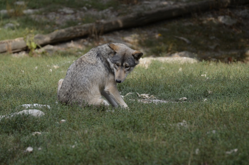 wolves, animal wildlife, vertebrate, wild animal, 4K, outdoors, canine, landscape, animal world, nature, zoo, plant, looking, day, no people, scheu, animals in the wild