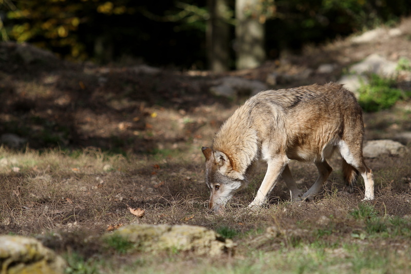 side view, land, mammal, outdoors, canada, nature, full length, animal wildlife, 5K, animals hunting, predator, pack, day, animals in the wild, wolf, grass