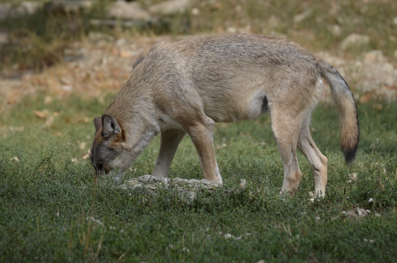 domestic animals, zoo, vertebrate, full length, predator, carnivores, mammal, wild animal, 4K, day, field, timber wolves, wolves, plant, no people, timberwolf