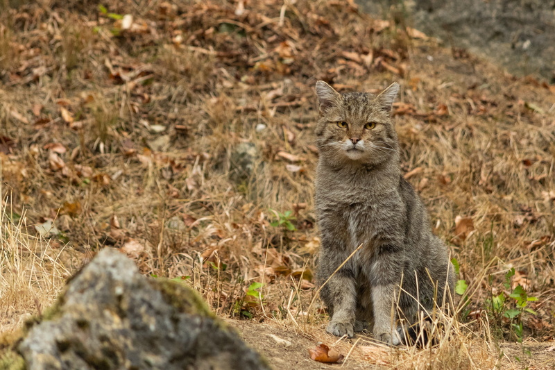animal themes, 4K, feline, bad mergentheim, nature, no people, domestic, animal world, mammal, fur, creature, animal portrait, animal wildlife, animal