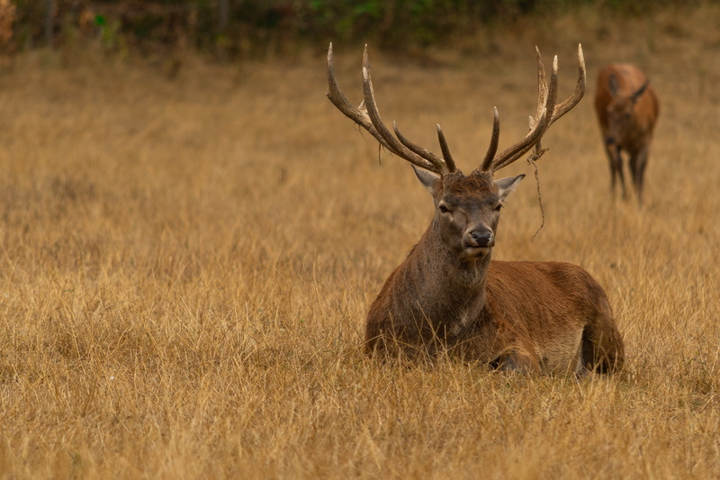 deer, animal themes, animals in the wild, day, plant, grass, animal world, portrait, brown, one animal, wild animal, herbivorous, animal, mammal, antler