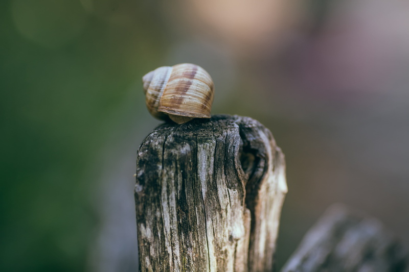 4K, bad mergentheim, animal wildlife, outdoors, snail, wooden post, wood - material, trunk, no people, animal, plant, animals in the wild, germany, tree