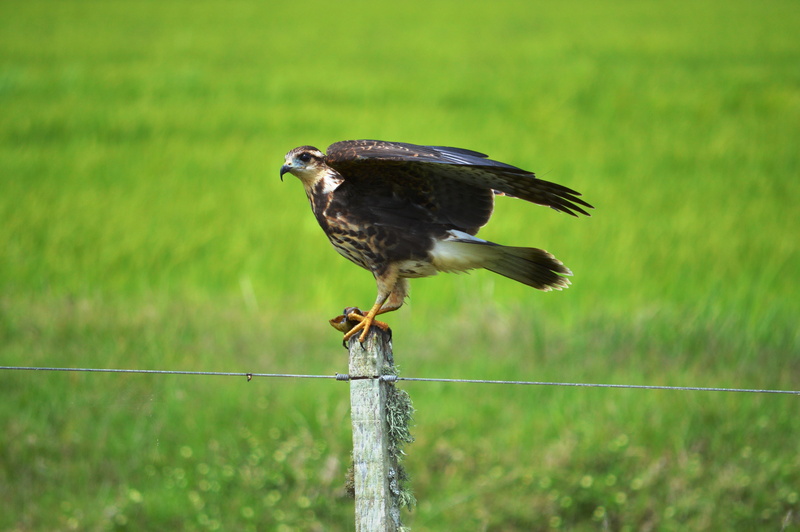 hawk (animal), full length, eagle, 4K, one animal, animal, day, bird of prey, wildlife, no people, green color, animals, field, birds, boundary, vertebrate