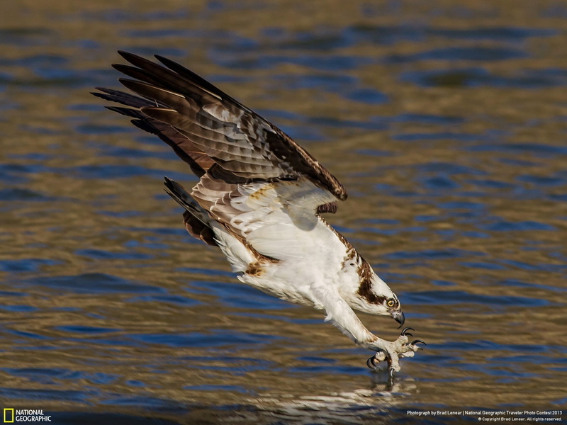 dive, hd, hawk, brown, bird, 720P, white, animals, feathered