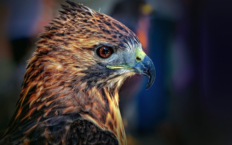 birds, bird, animals, focus on foreground, nature, bird of prey, 720P, animal head, beak, close-up, falcon - bird, animal themes, animal body part, one animal