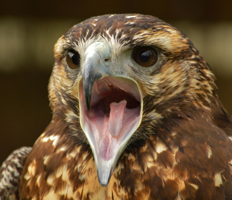 animal body part, animal, vertebrate, bird, day, nature, animal wildlife, animals in the wild, one animal, aggression, beak, hawk - bird, portrait, anger