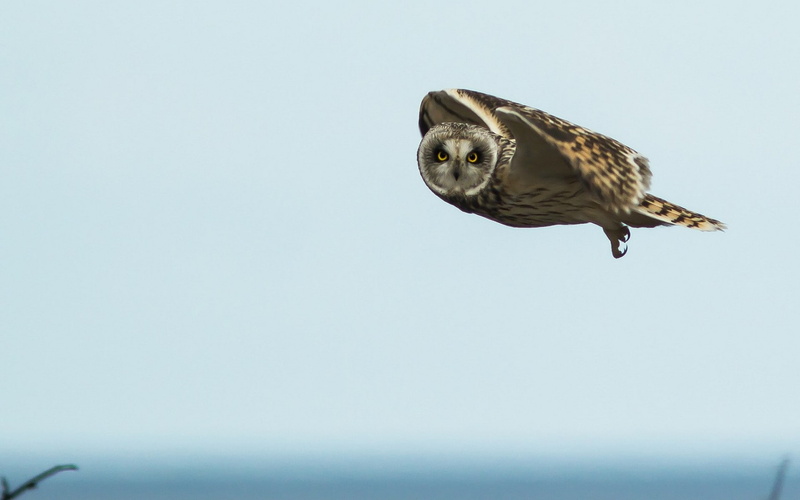 animal themes, no people, hawk - bird, day, owl, outdoors, bird, nature, clear sky, full length, animals in the wild, sky, bird of prey, vertebrate, one animal