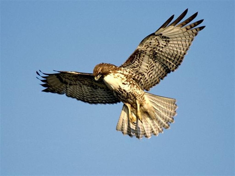 animal, raptor, animals, Bird, art, Hawk, tail, birds, red, hd, 480P