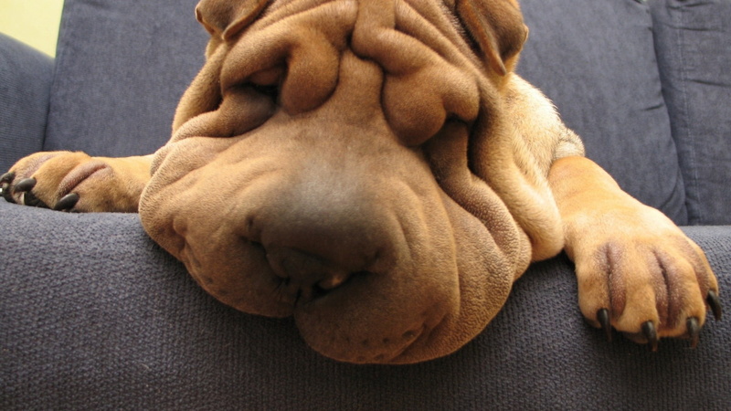 pets, relaxation, mammal, vertebrate, canine, blanket, shar, animals, close-up, eyes closed, sleeping, animal head, animal, indoors, domestic, wrinkles