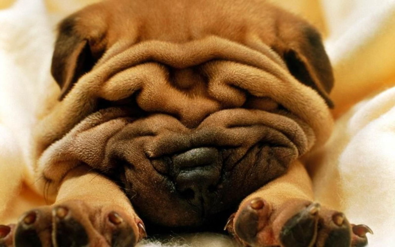 1080P, funny, wrinkles, animals, shar pei, dogs, brown