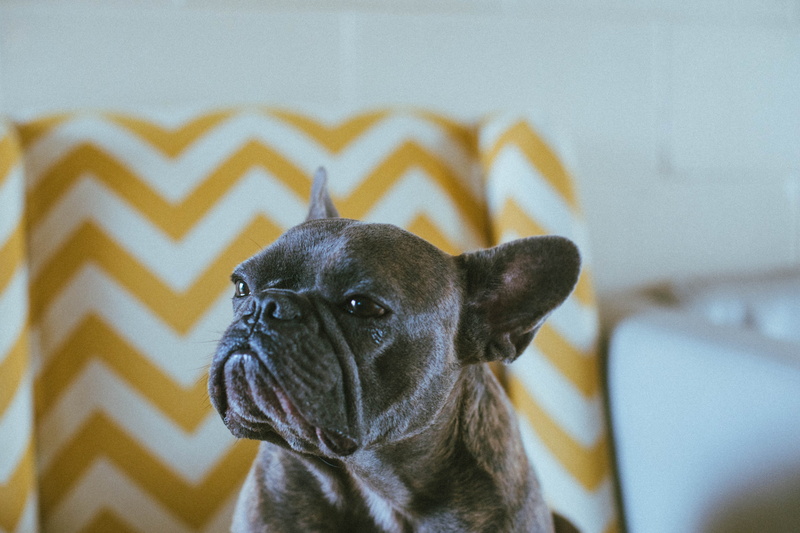 french bulldog, brown, pet, vertebrate, french, pets, canine, ears, animal head, mammal, bulldog, photography, 5K, chevron, sitting, animal themes, chair