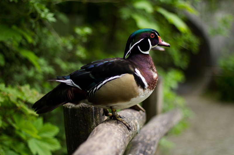 bird, germany, full length, no people, male animal, nature, animal, tree, canon, mandarin duck, münchen, one animal, munich, 5K, bright, day, animals in the wild