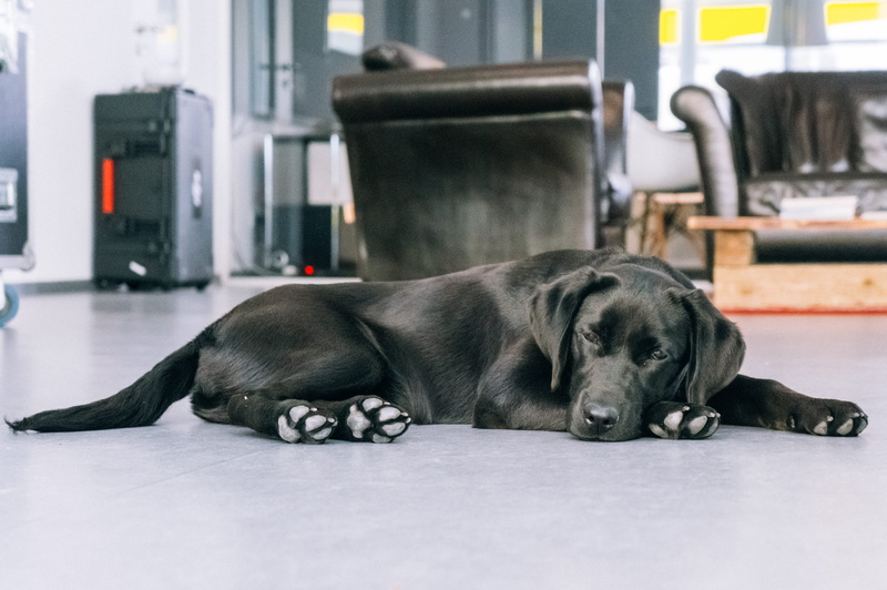 domestic, goldmarie and friends gmbh münchen, view, vertebrate, eyes closed, studio, portrait, themes, 4K, selective focus, retriever, purebred, seated