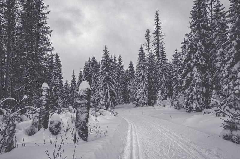 plant, animal, sumava, nature, ski, land, transportation, environment, czechia, beauty in nature, šumava national park, mammal, cold temperature, pine tree