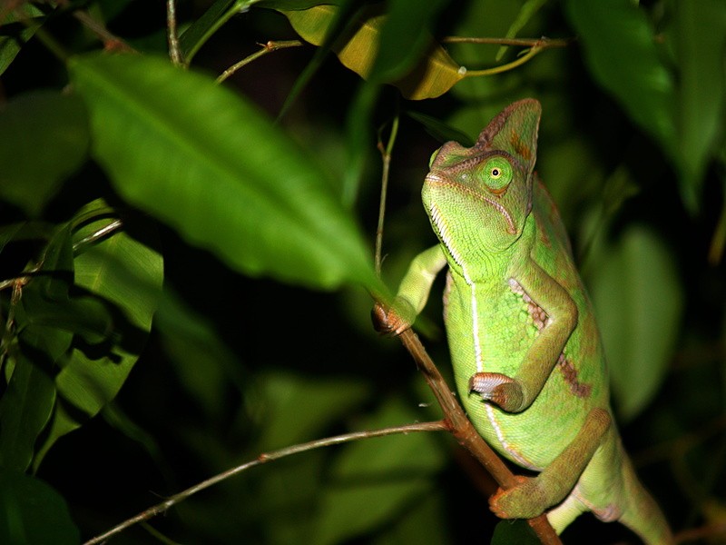 tree, branch, nature, green color, animal, lizard, animal body part, 2K, iguana, pets, no people, animal wildlife, plant part, rainforest, camouflage