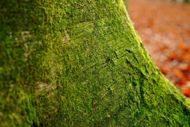growth, forest, Tree, moss, green, close-up, plant, rough, focus on foreground, deciduous tree, outdoors, Log, Tribe, beauty in nature, green color, Beech