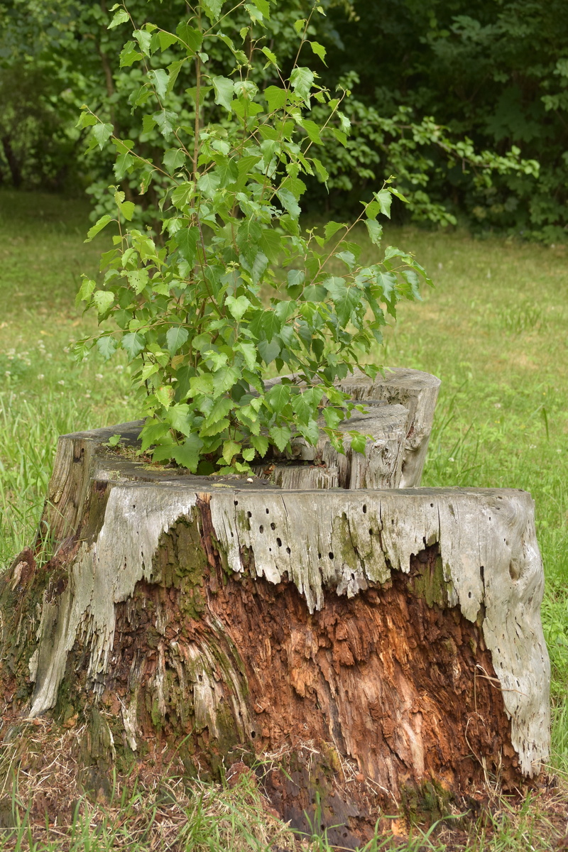 close-up, nature, land, day, field, grass, tree trunk, dead, green color, wood - material, growth, bark, dead tree, forest, Birch, Live, tree, leaf, timber