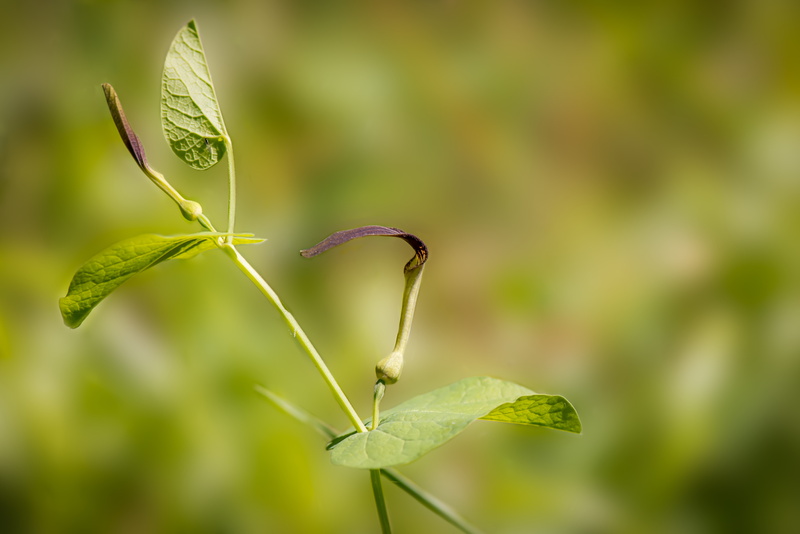 no people, sunlight, spring, focus on foreground, growth, fragility, plant, vulnerability, green color, outdoors, animals in the wild, plant part, flower meadows