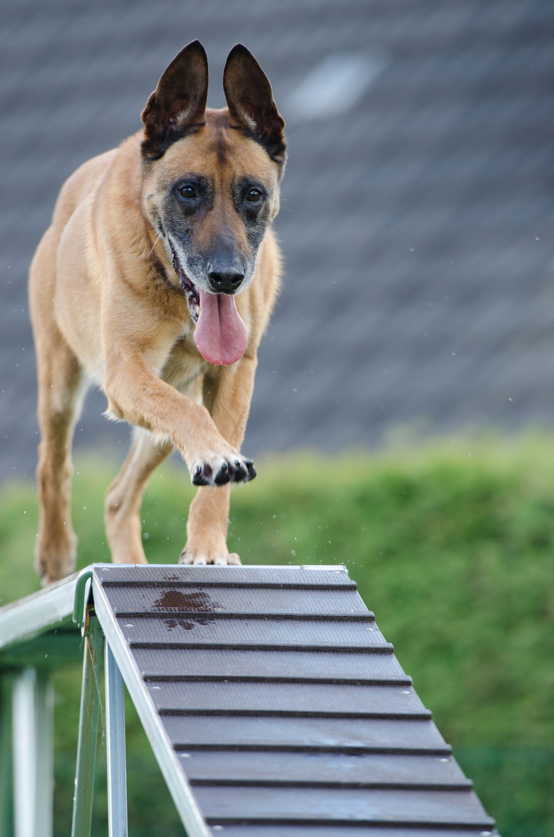 looking, coated, training, mouth open, no people, day, one animal, web, brown, grass, domestic animals, animal, focus on foreground, domestic, short, wooden