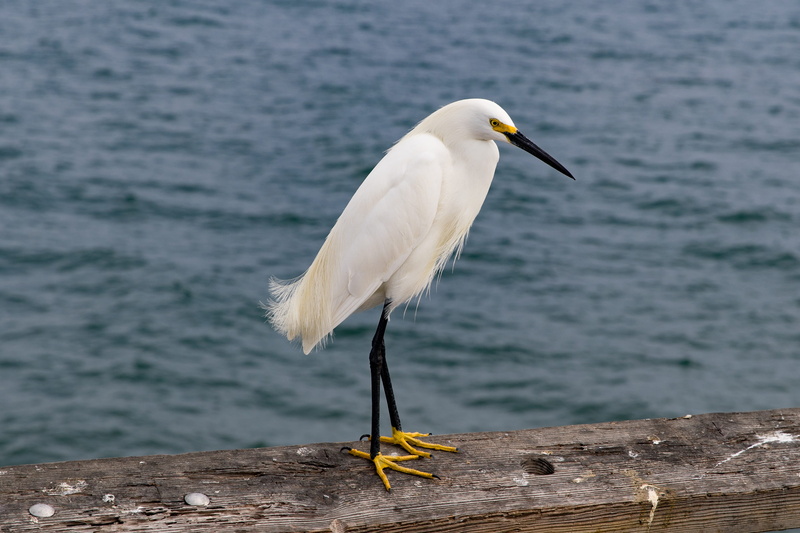 beak, venice beach, waters, animal world, water bird, bird, venice fishing pier, beach, wooden beams, 2K, long, outdoors, egret, white color, water, bird droppings