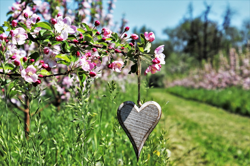 green, petal, green color, close-up, season, flower head, spring, lawn, apple, beauty in nature, hanging, the delicacy, branch, fruit trees, day, symbol